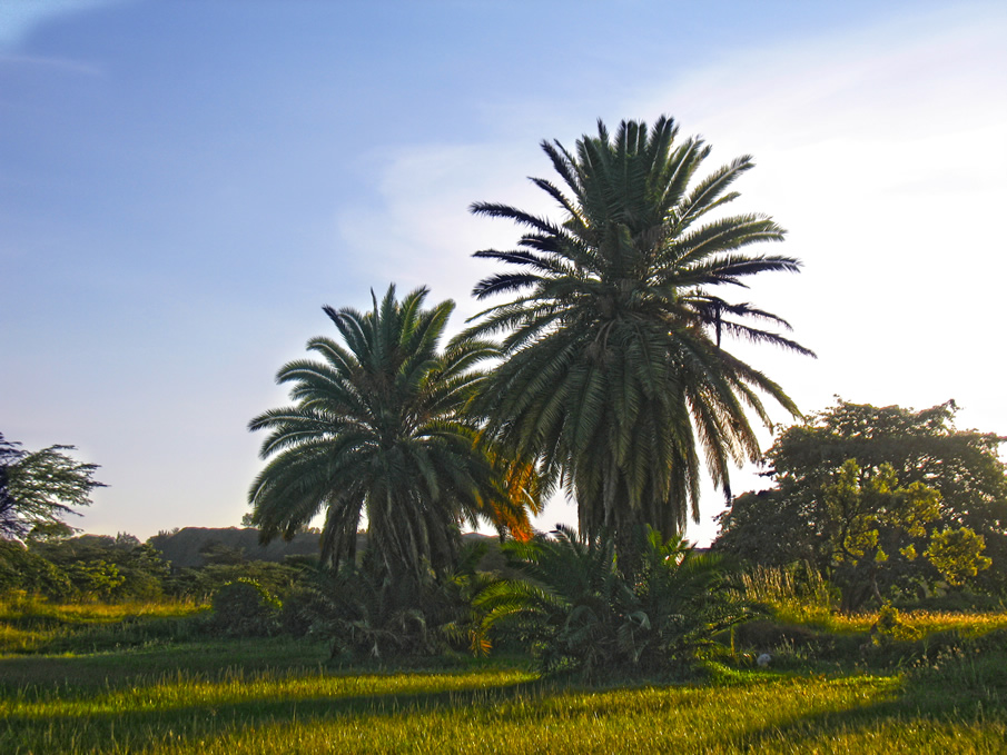 Uhuru gardens