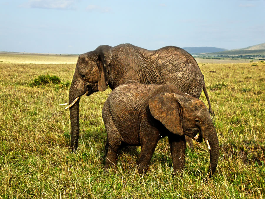 Elephants