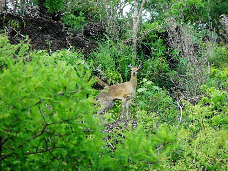 chyulu hills