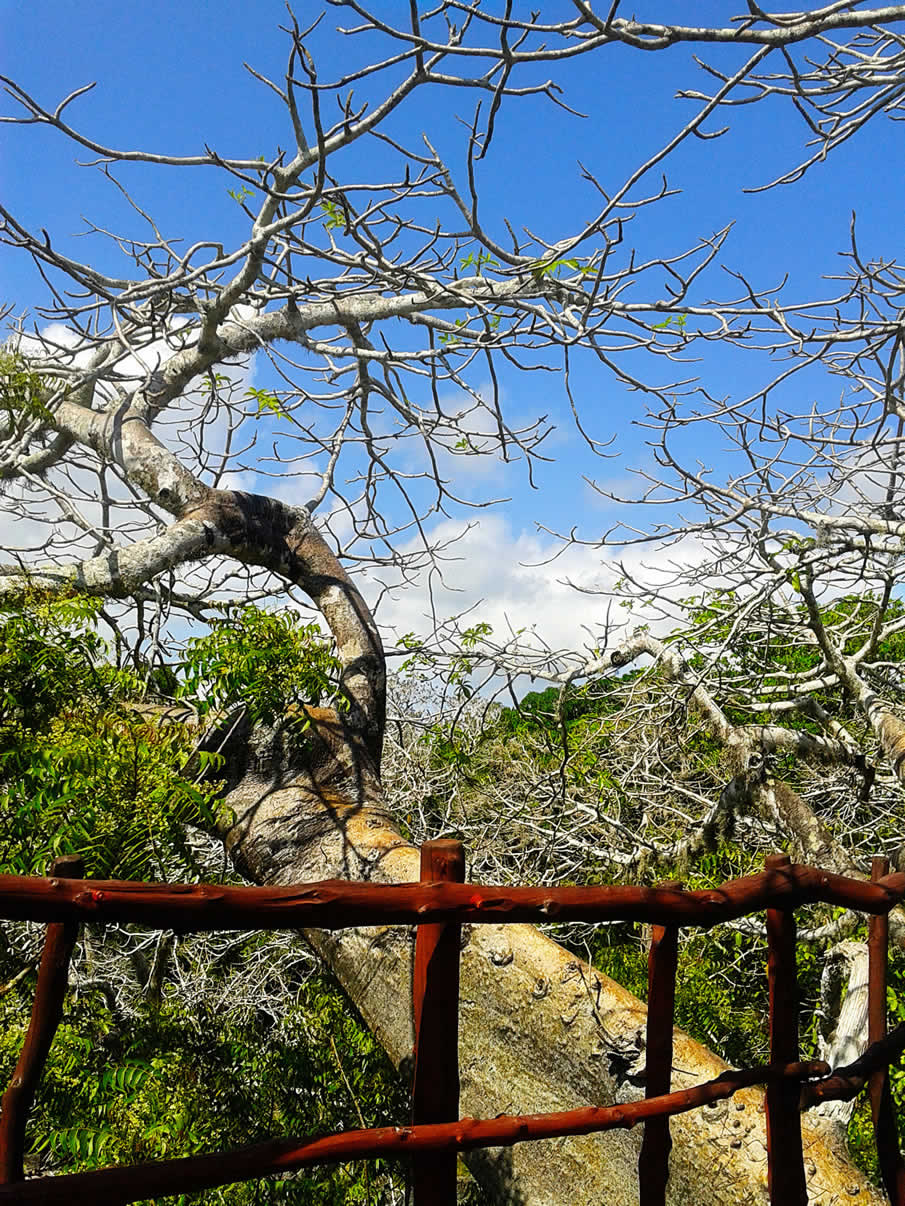 Gede ruins