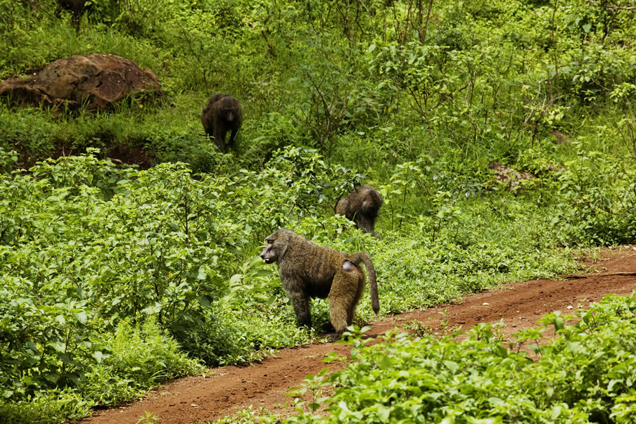 Marsabit National Park.