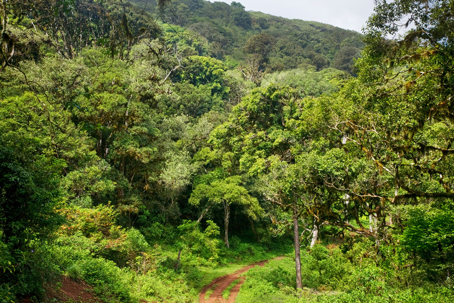 Marsabit National Park.