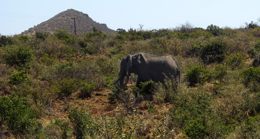 Marsabit National Park.