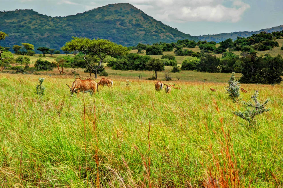 Ruma National Park_Roan antelopes grazing
