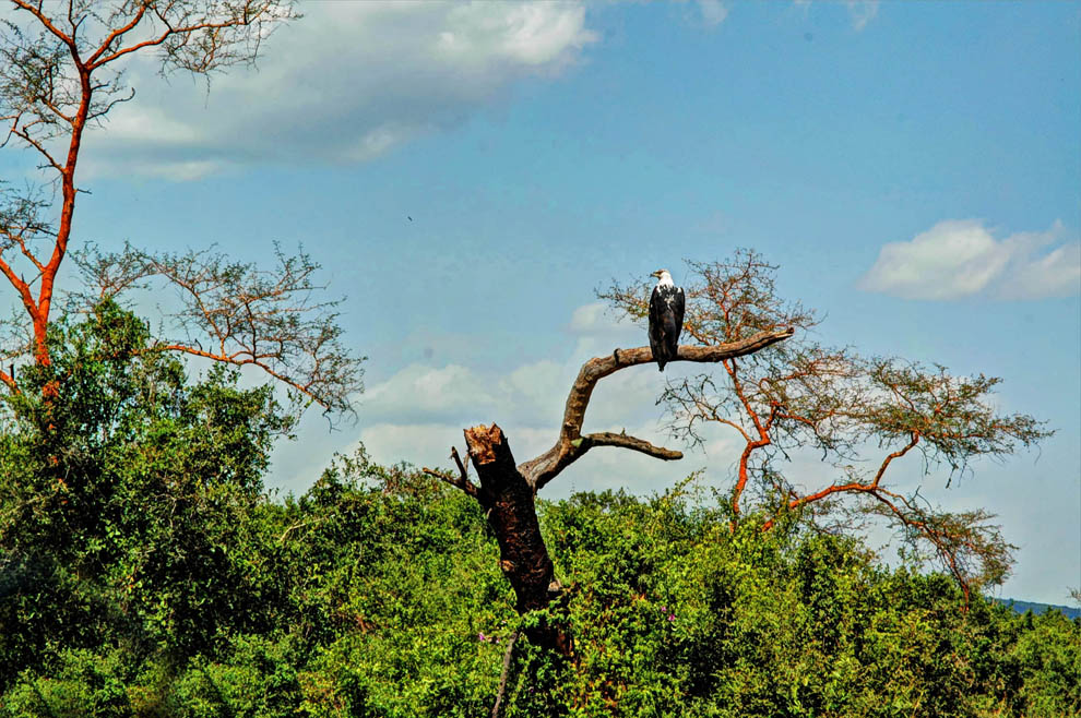 Ruma National Park_fish eagle