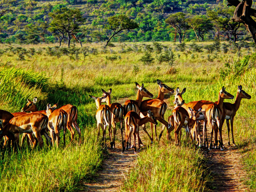 Ruma National Park_impala