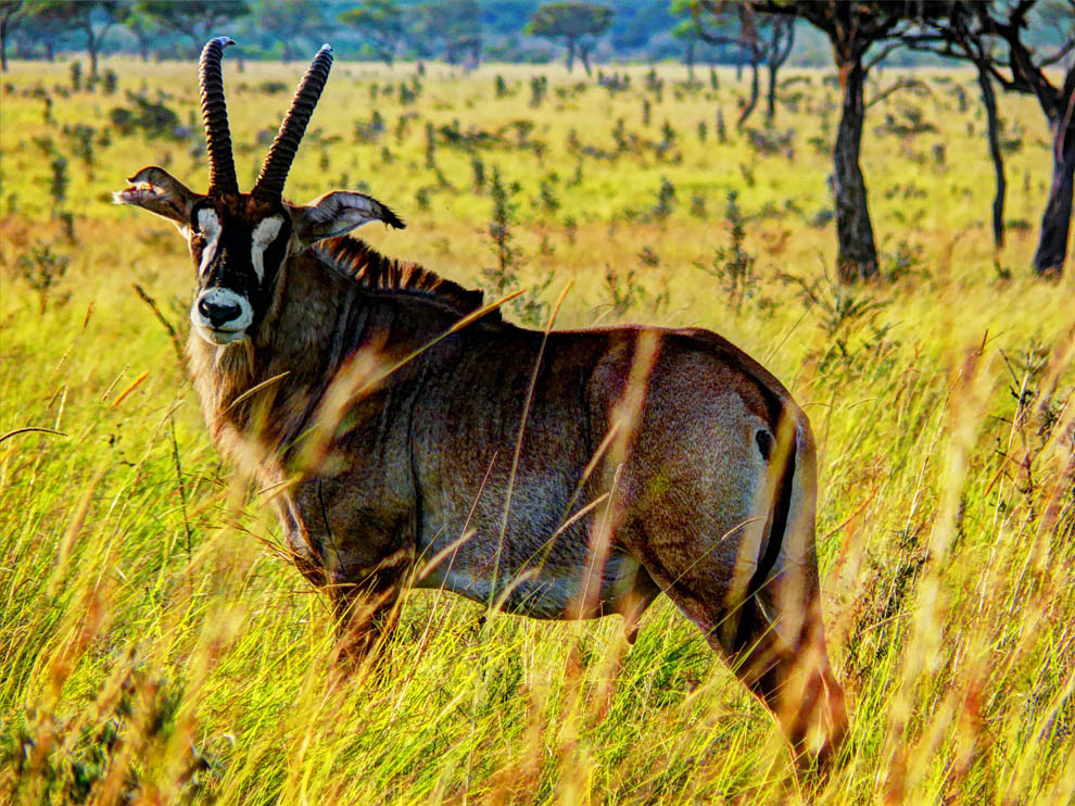 Ruma National Park_majestic roan antelope