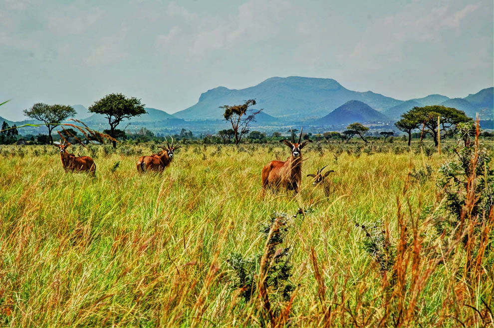 Ruma National Park_roan antelopes