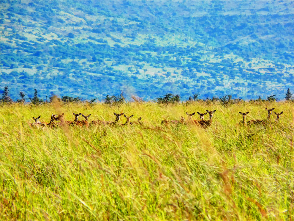 Ruma National Park_rolling grasslands