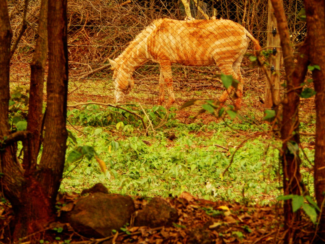 Nairobi Safari Walk_albino zebra