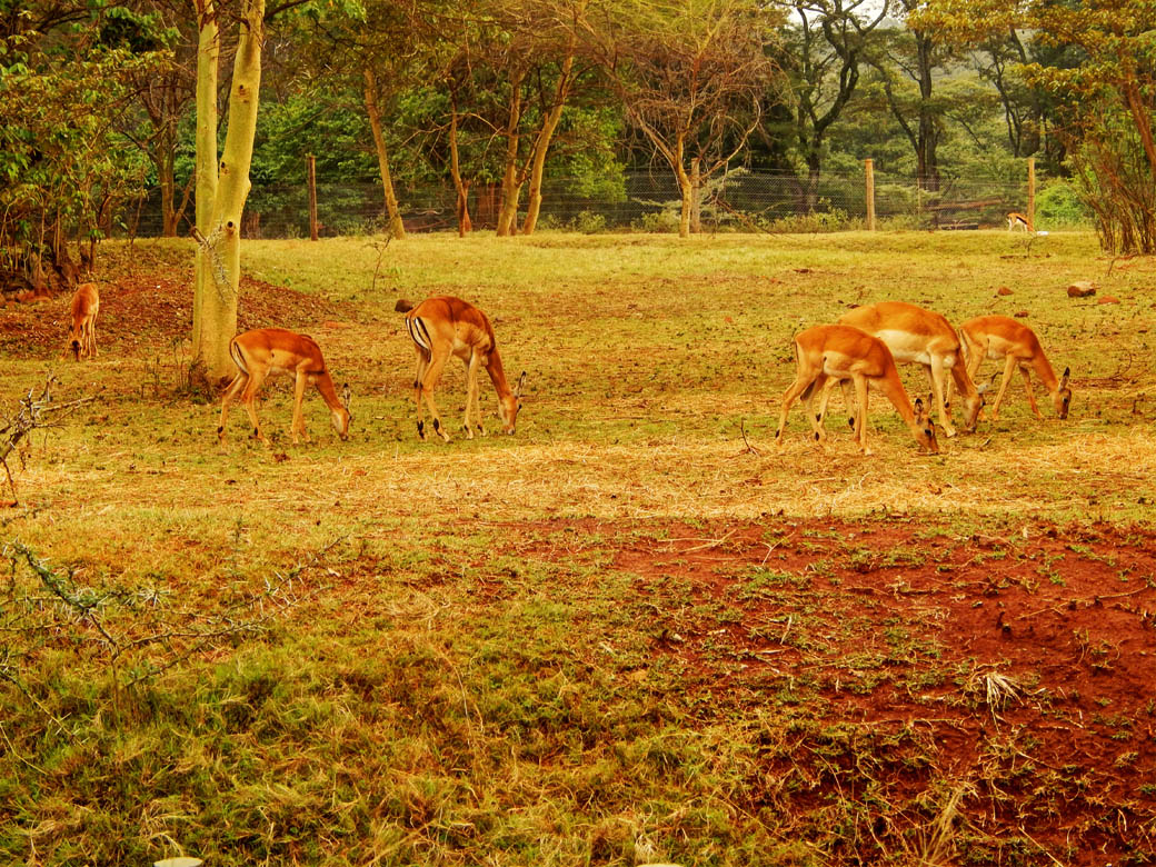 Nairobi Safari Walk_antelopes