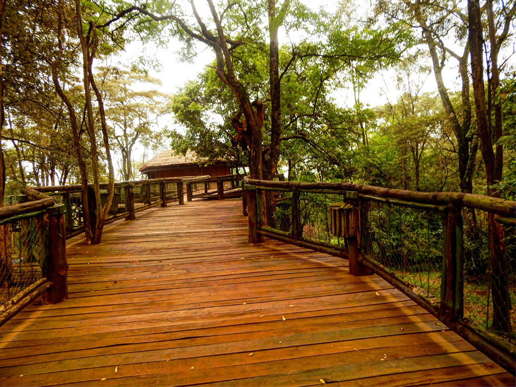 Nairobi Safari Walk_boardwalk