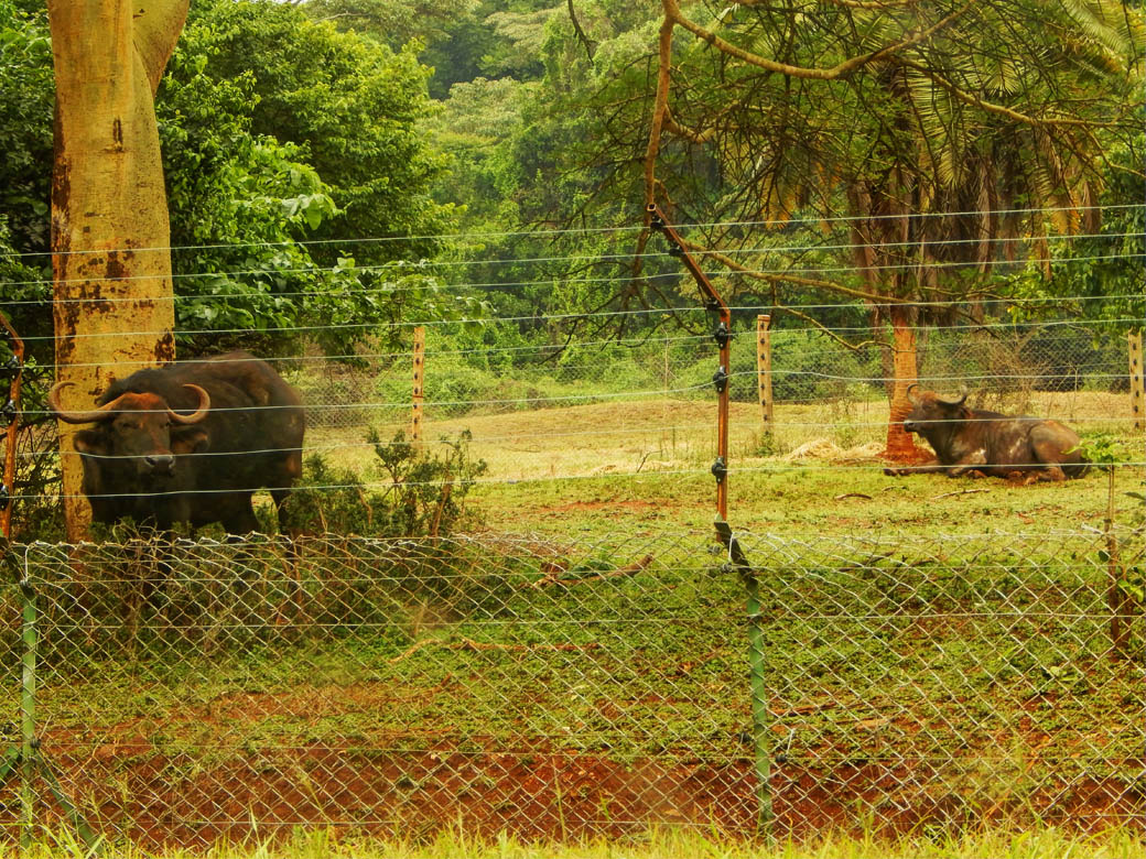 Nairobi Safari Walk_buffalos