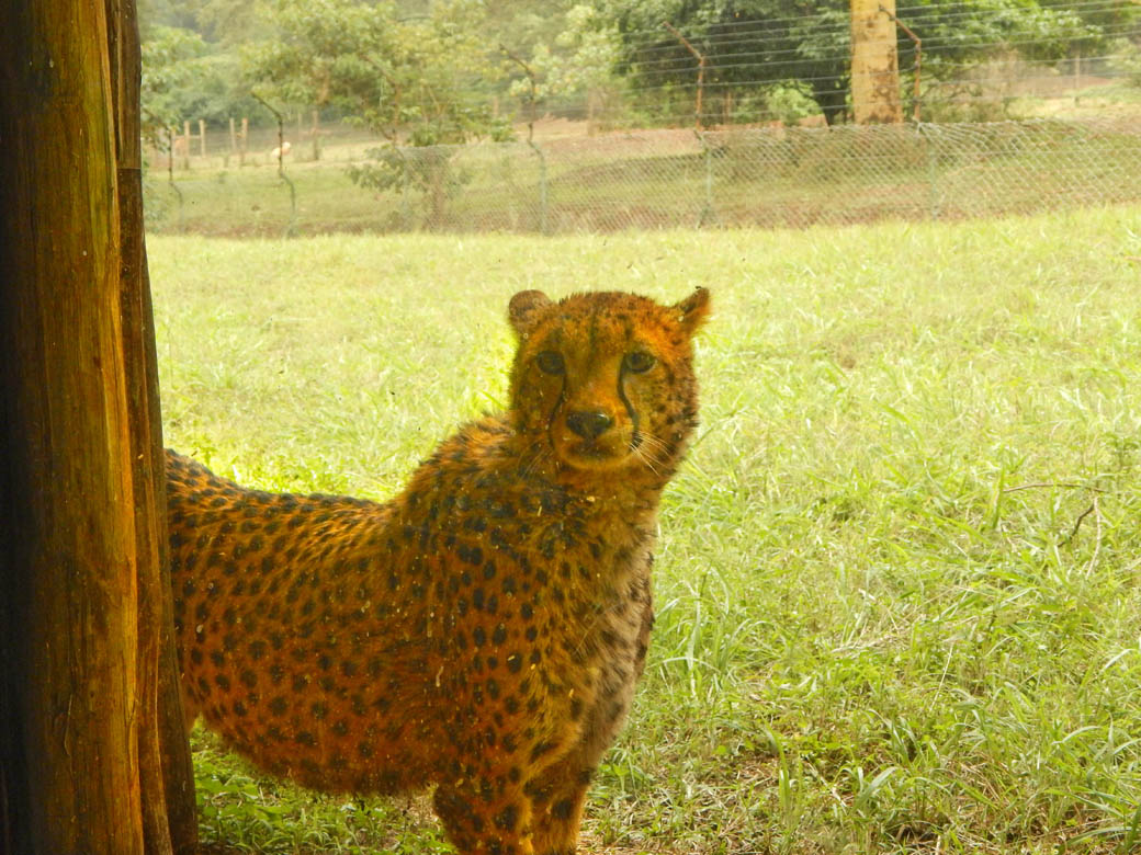 Nairobi Safari Walk_cheetah3