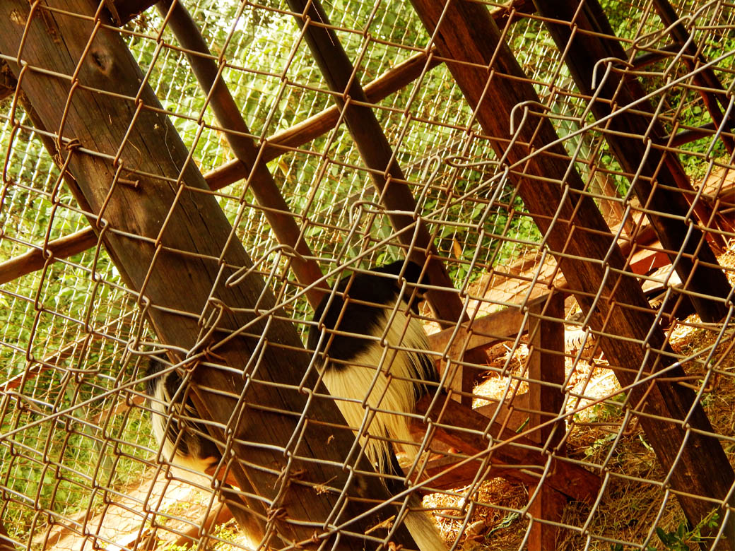 Nairobi Safari Walk_colobus monkey