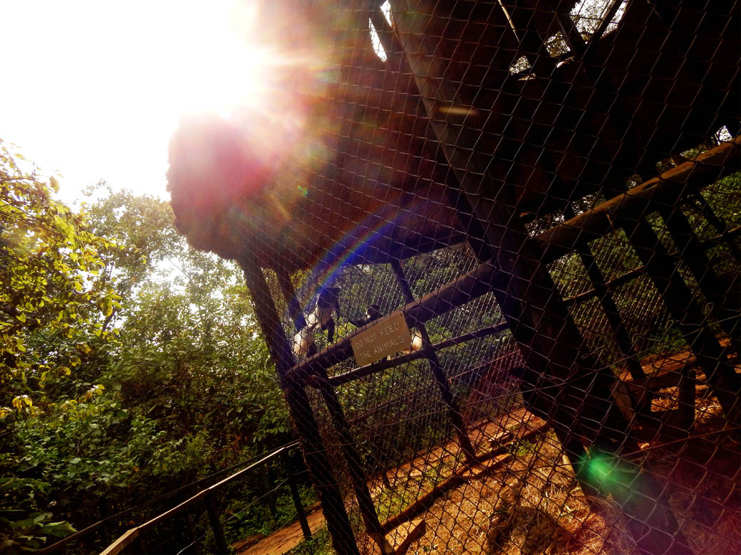 Nairobi Safari Walk_colobus monkeys playin