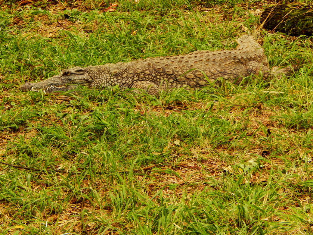 Nairobi Safari Walk_crocodile
