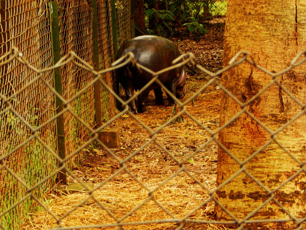 Nairobi Safari Walk_hippo behind