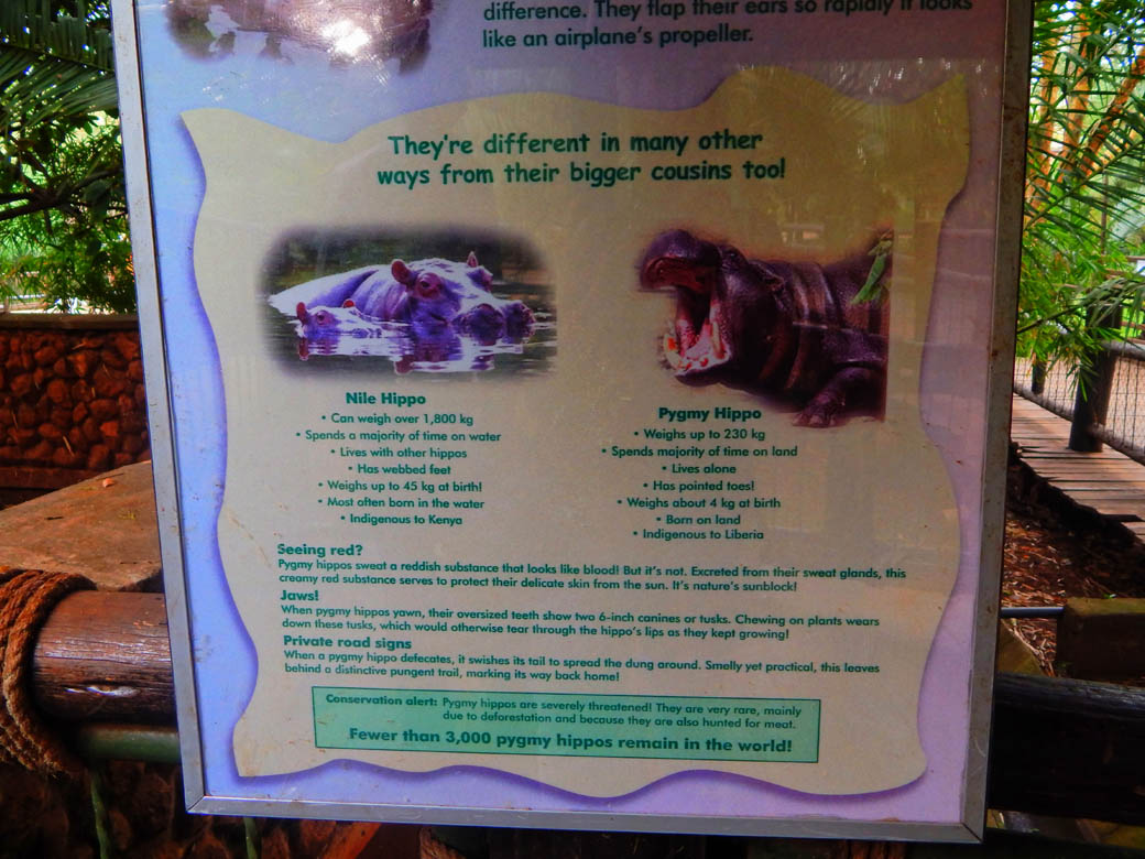 Nairobi Safari Walk_hippo info