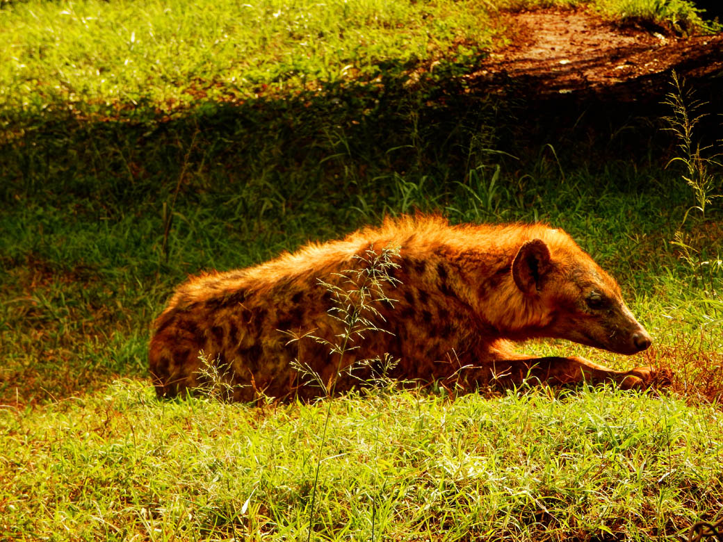Nairobi Safari Walk_hyena chillin