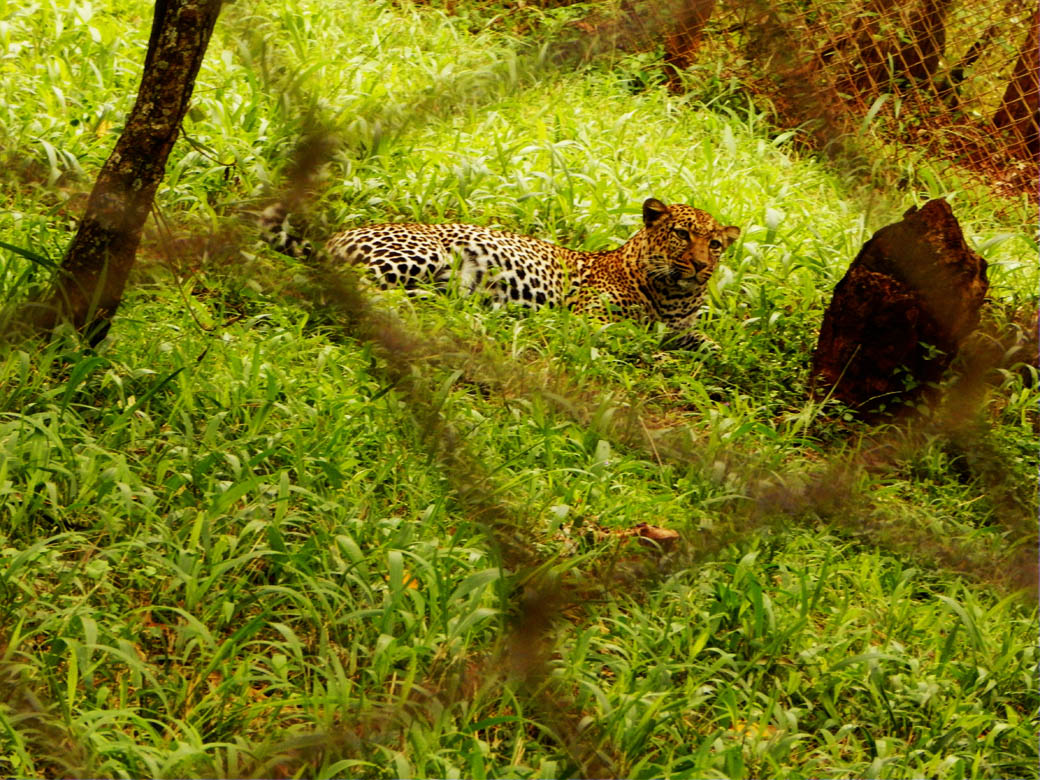 Nairobi Safari Walk_leopard