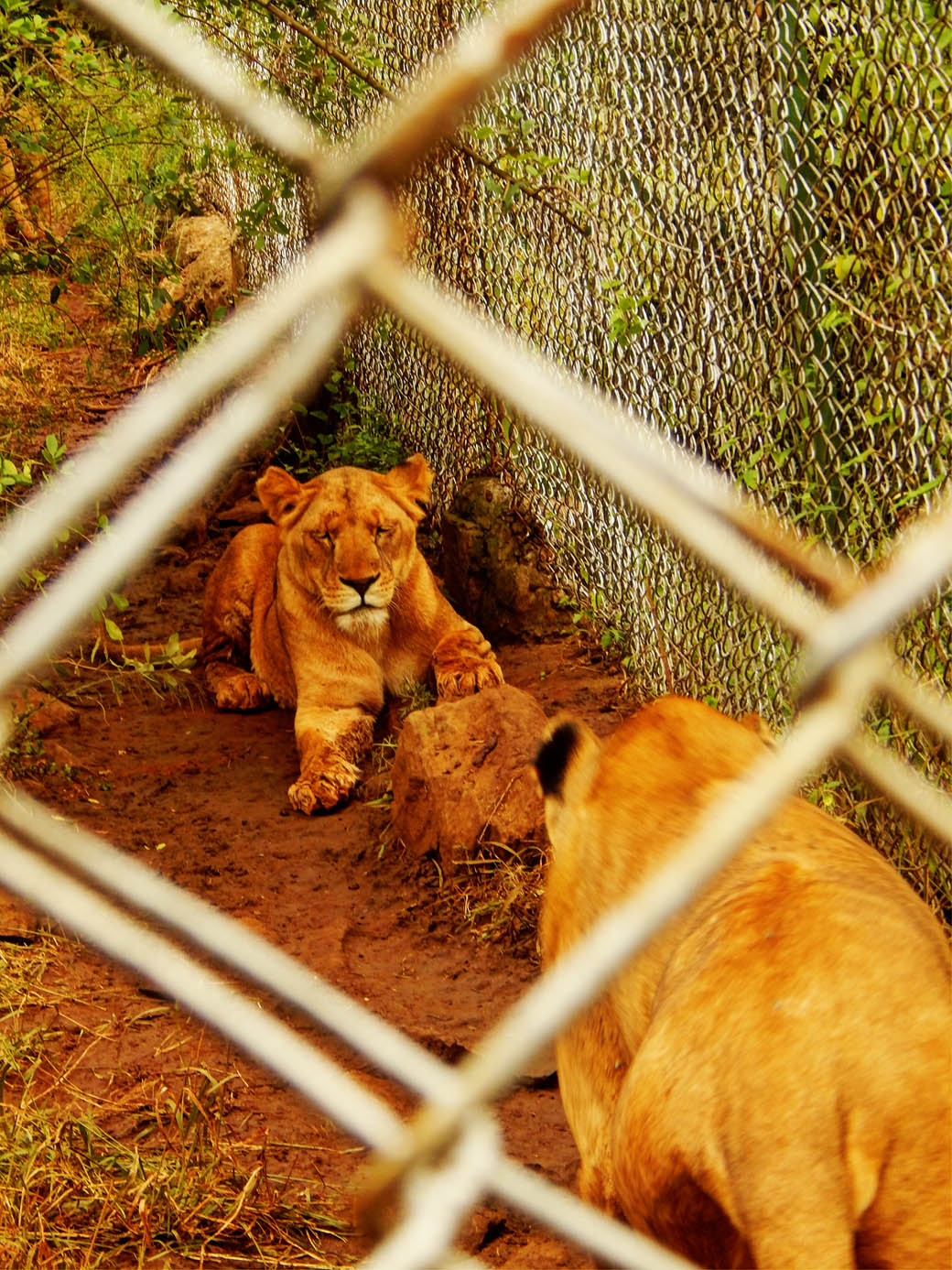 Nairobi Safari Walk_lions
