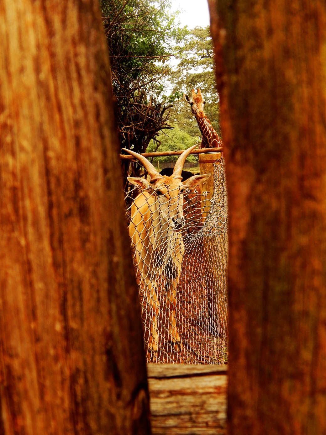 Nairobi Safari Walk_peek a boo
