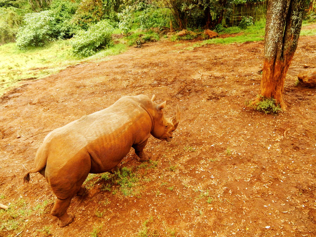 Nairobi Safari Walk_rhino