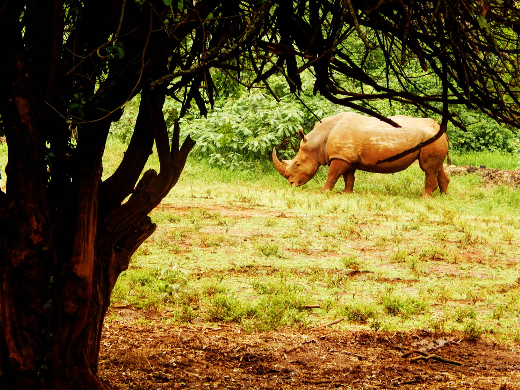 Nairobi Safari Walk_rhino2