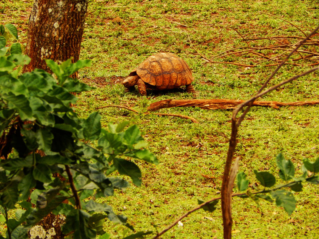 Nairobi Safari Walk_tortoise