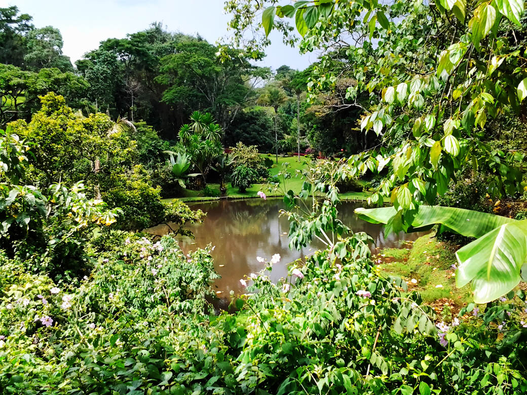 Kapsimotwa gardens_dam4