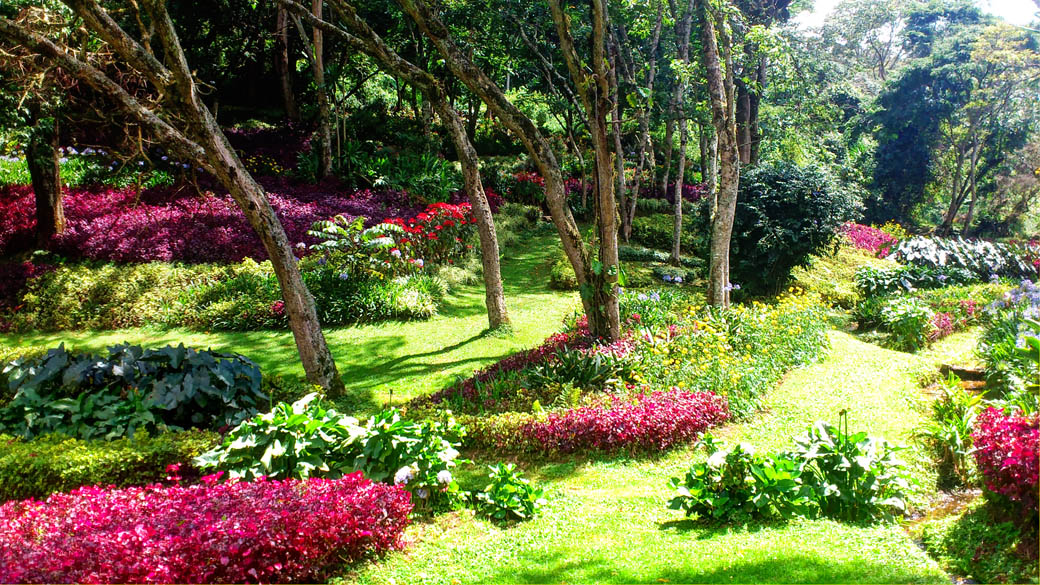 Kapsimotwa gardens_flowers