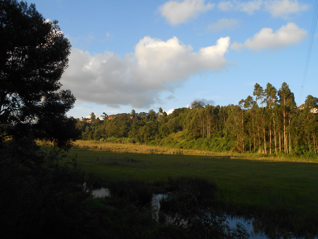 Ondiri Swamp old 6