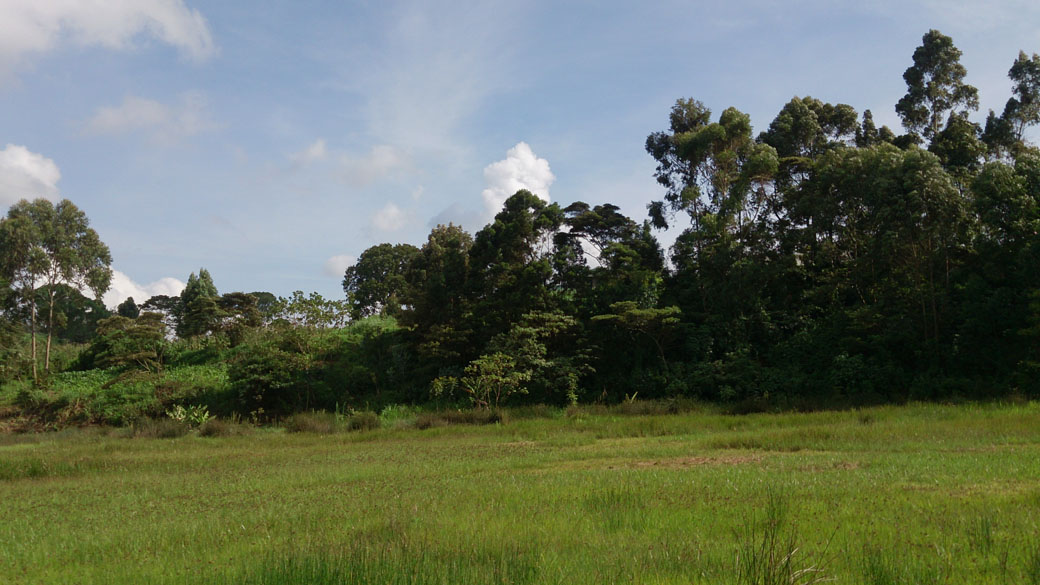 Ondiri swamp 1