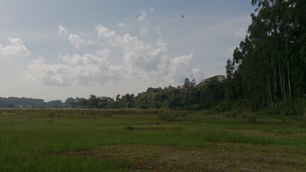 Ondiri swamp 3