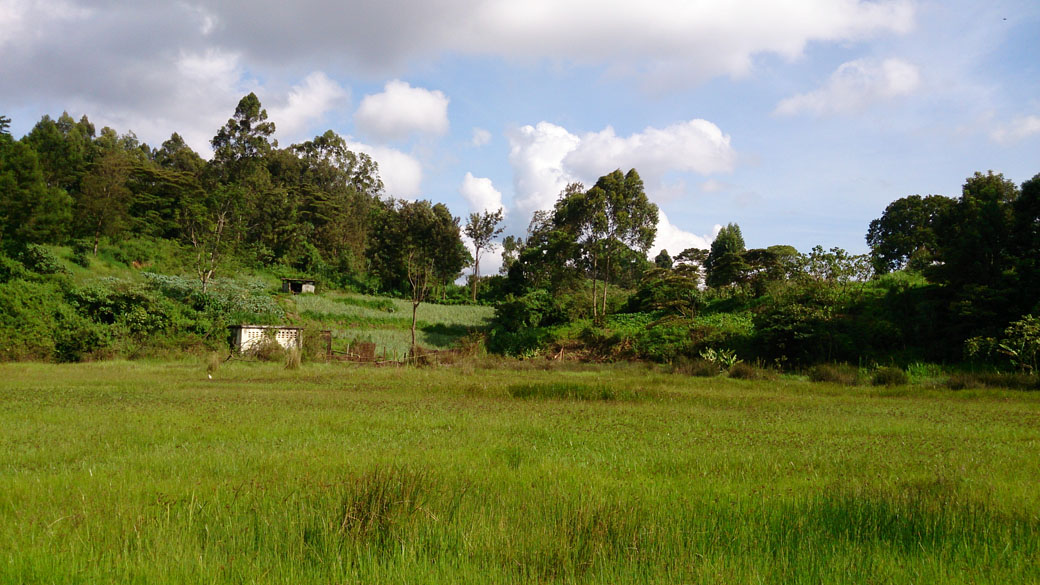 Ondiri swamp 4