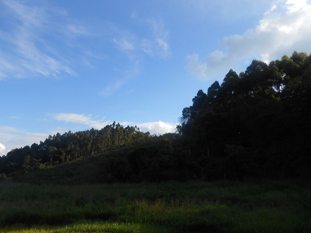 Ondiri swamp 5