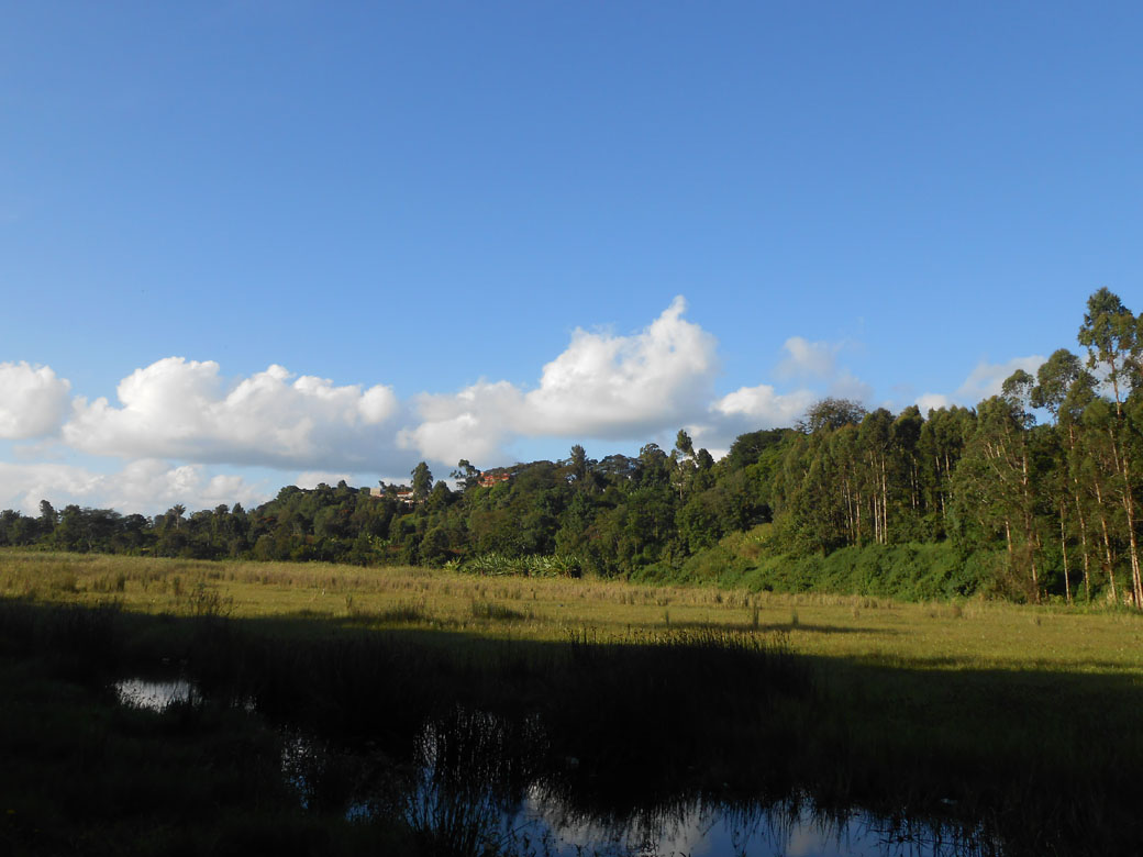 Ondiri swamp 7