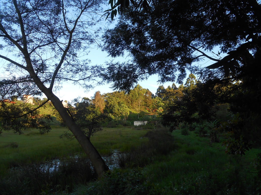 Ondiri swamp