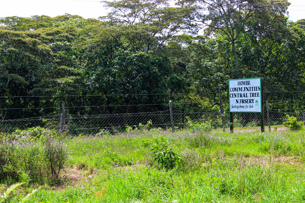 Save Mount Kenya _Hombe tree nursery