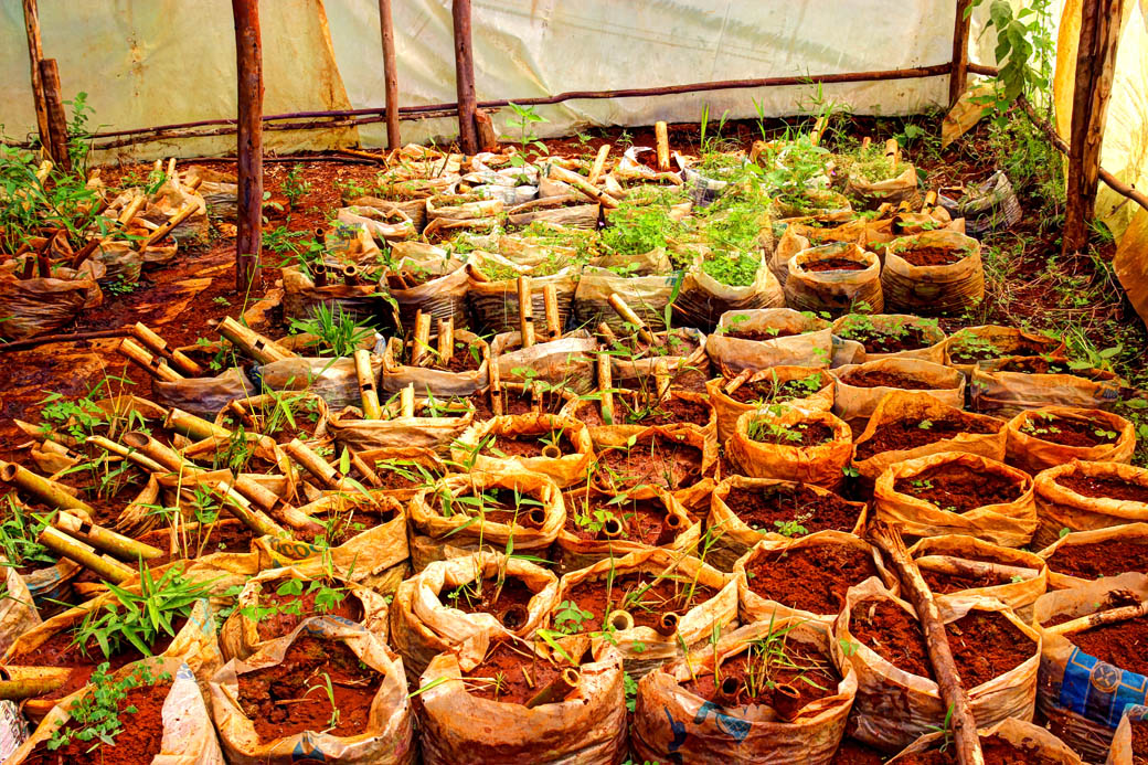 Save Mount Kenya _bamboo seedlings