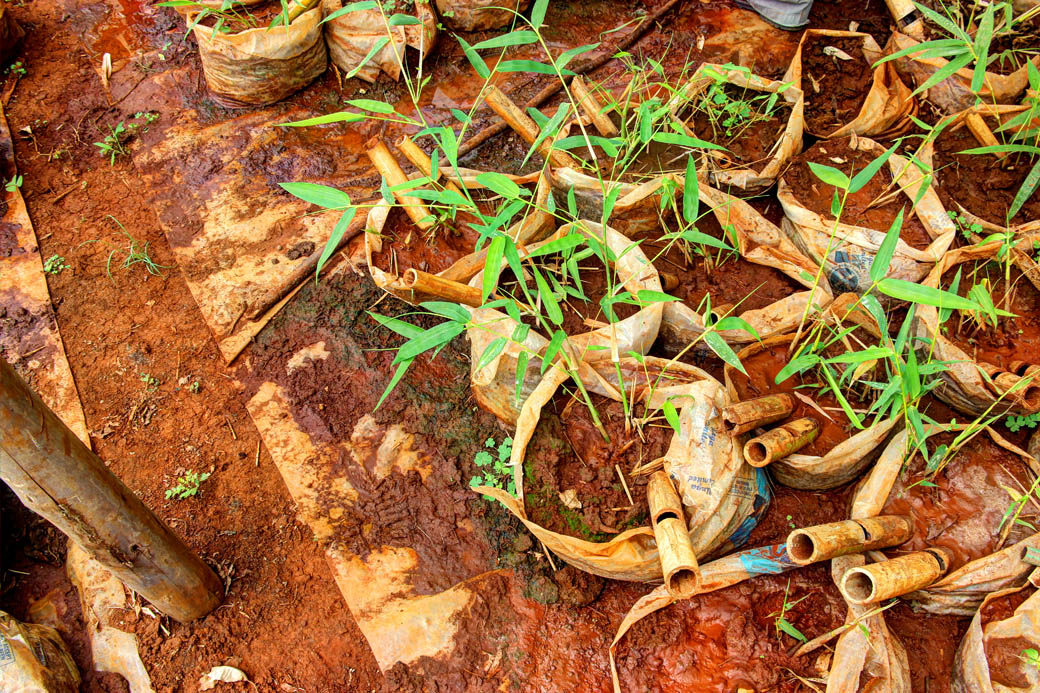 Save Mount Kenya _bamboo seedlings2