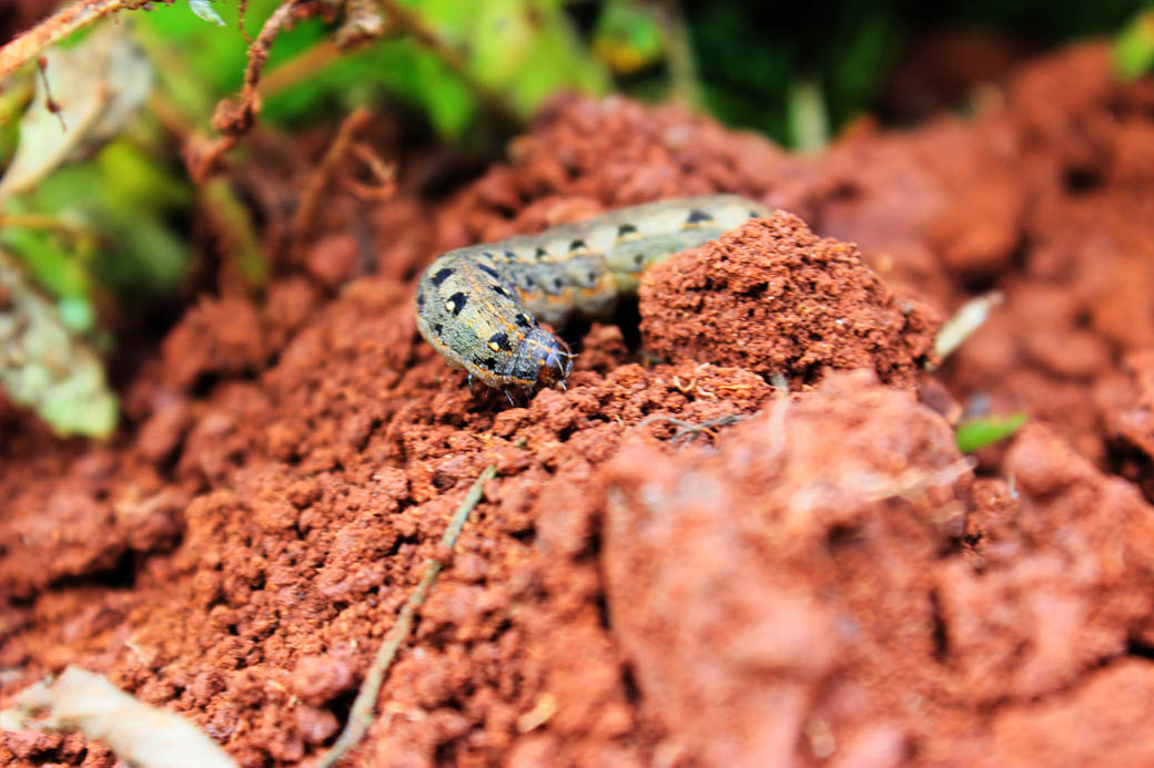 Save Mount Kenya _caterpilla