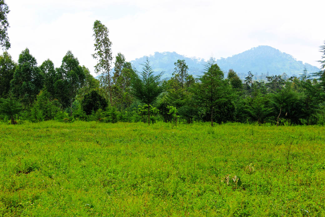 Save Mount Kenya _clearing4