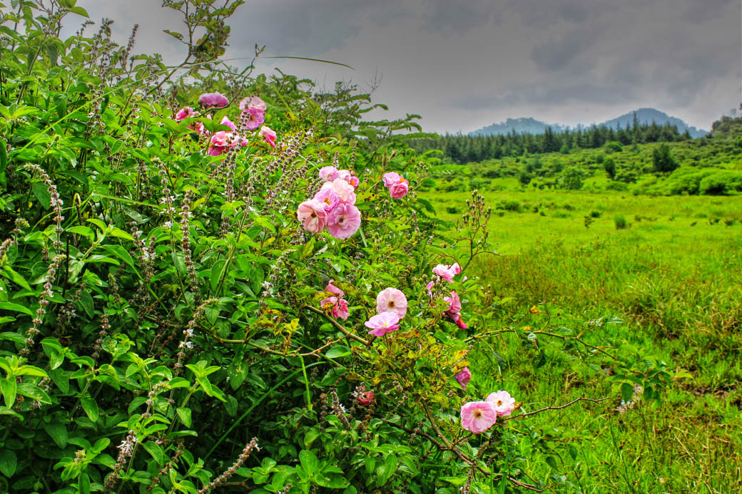 Save Mount Kenya _flowers