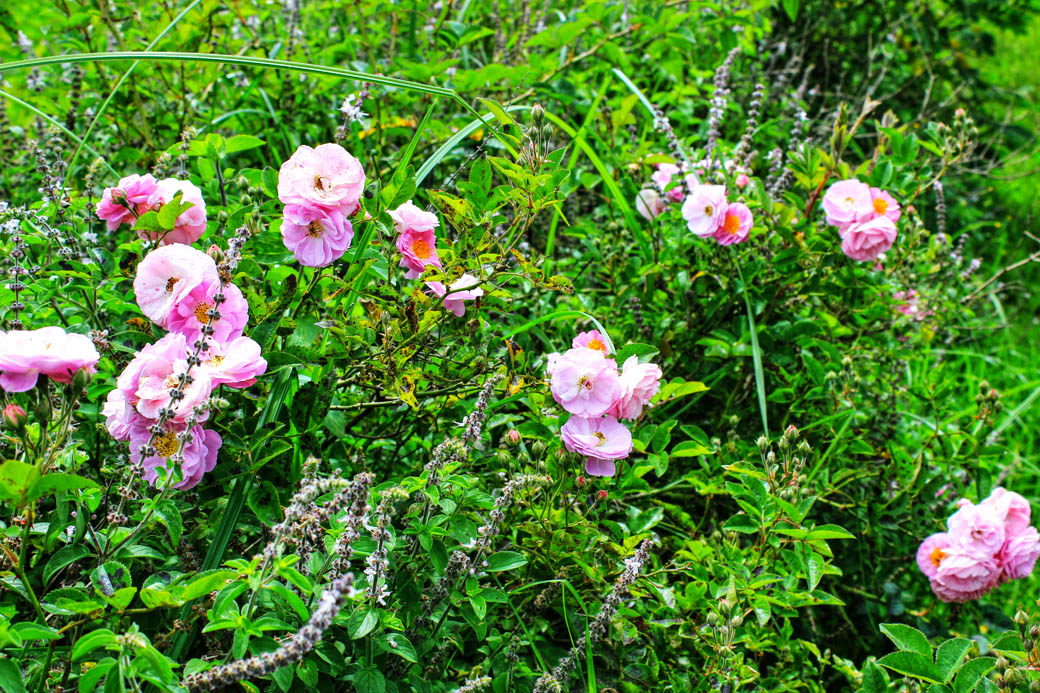 Save Mount Kenya _flowers2