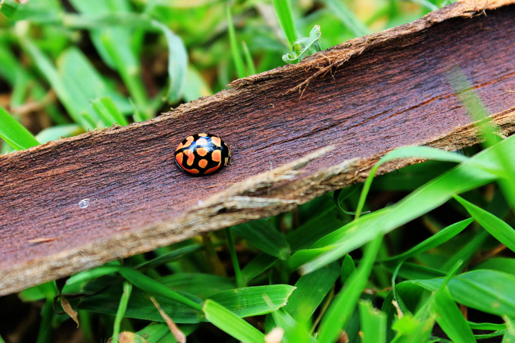 Save Mount Kenya _ladybird