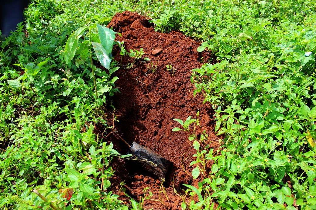 Save Mount Kenya _seedling