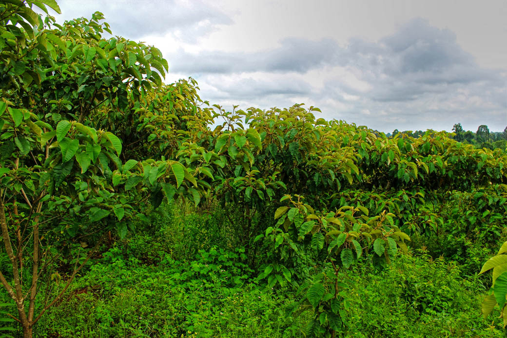 Save Mount Kenya_bush 1