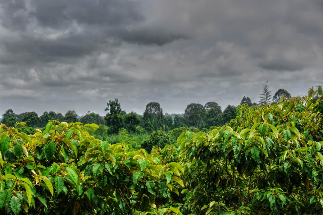 Save Mount Kenya_bush 2